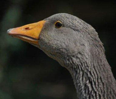 GOOSE