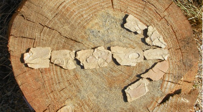 Adult ASD: Moving Forward After Diagnosis