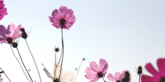 Survey: General Coping Strategies