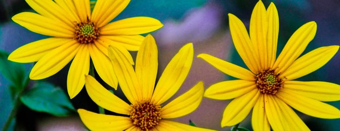 Giveaway Winners and Call for Survey Questions