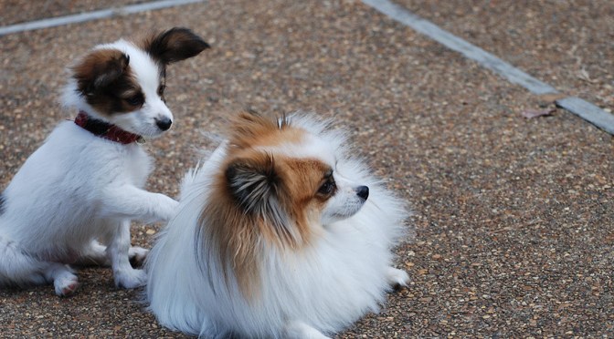 Social Interaction Survey